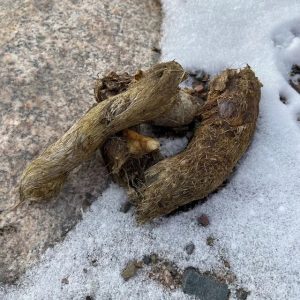 Scat video