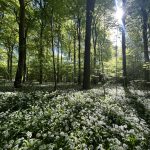 Sex chat (med billeder)