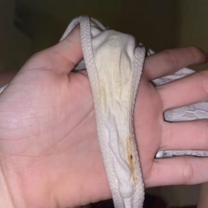 Hvis Hunkemoller trusse, med udflåd og bremsespor