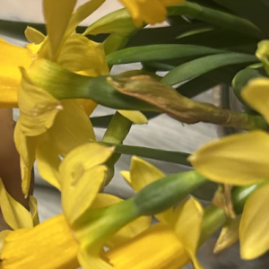 Mørke og lyse fødder intimt sammen